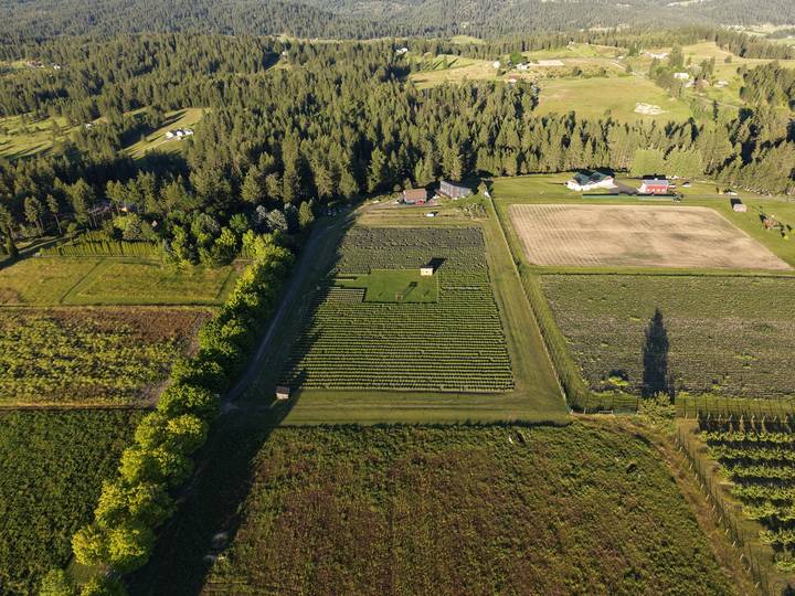 Agriculture — Lavender Farm — aerial photo by HPAI